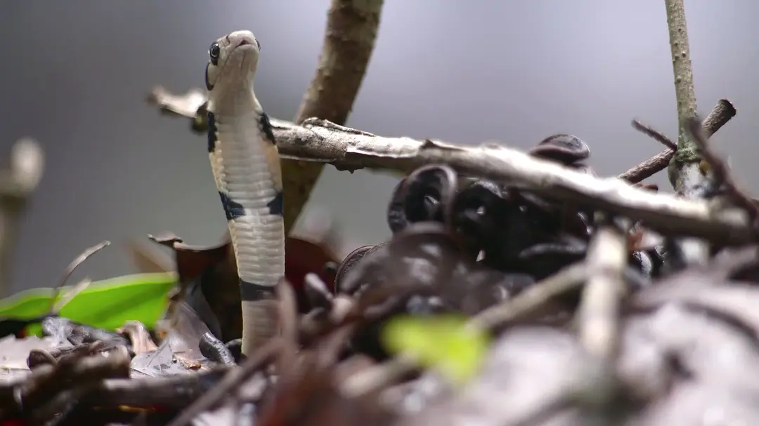 Wild Karnataka: A Journey Into Nature’s Heart
