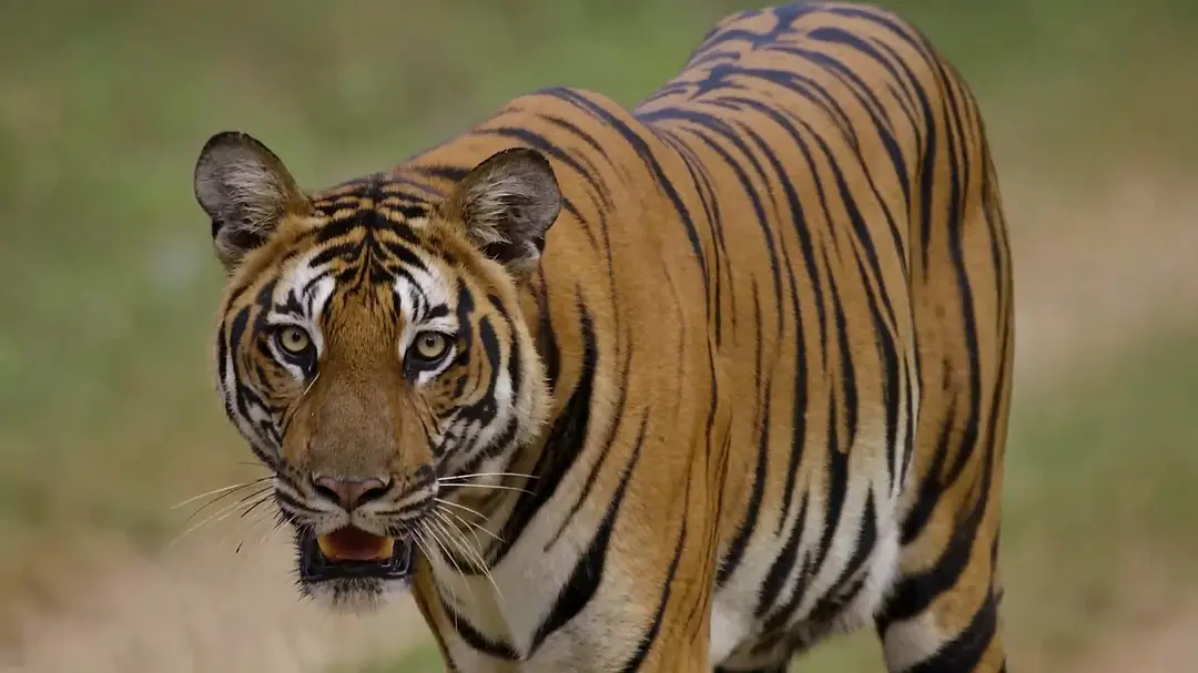Wild Karnataka: A Journey Into Nature’s Heart