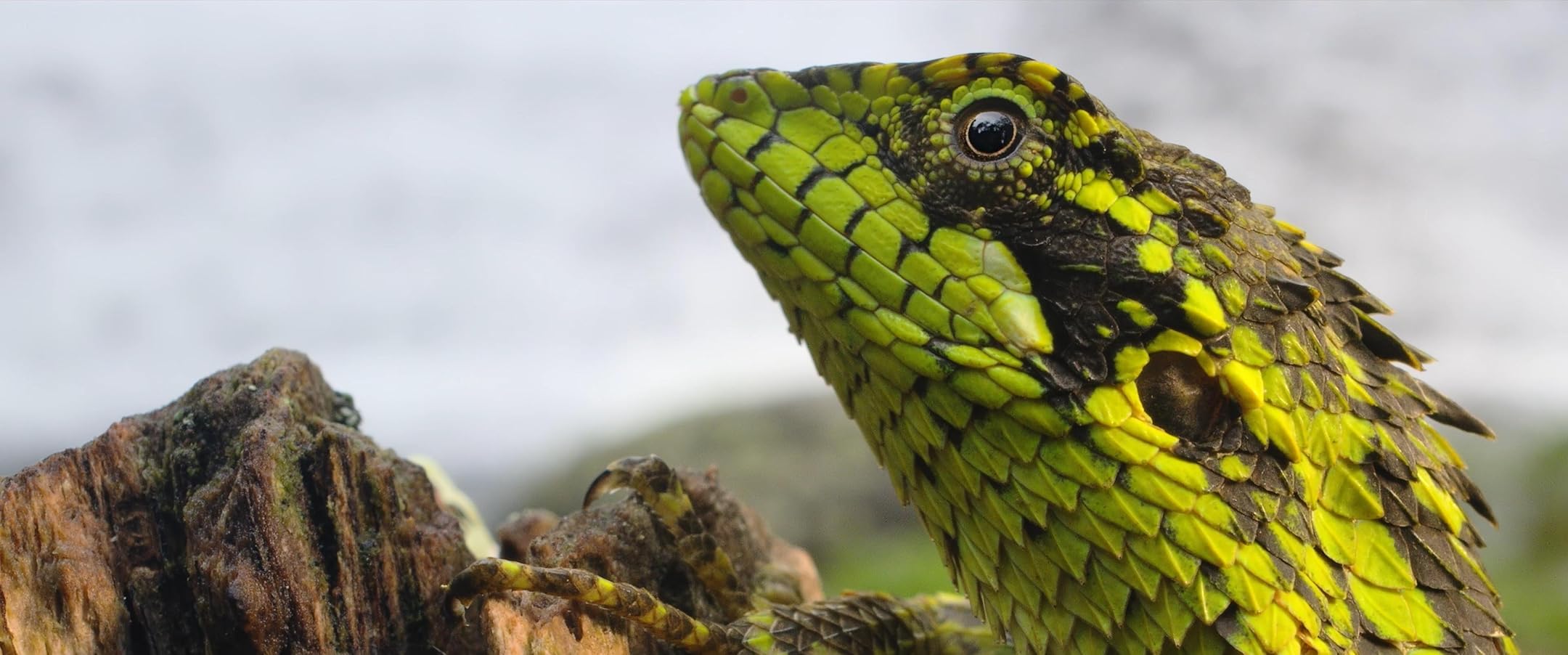 Nilgiris: A Shared Wilderness – Where Folklore Meets Science