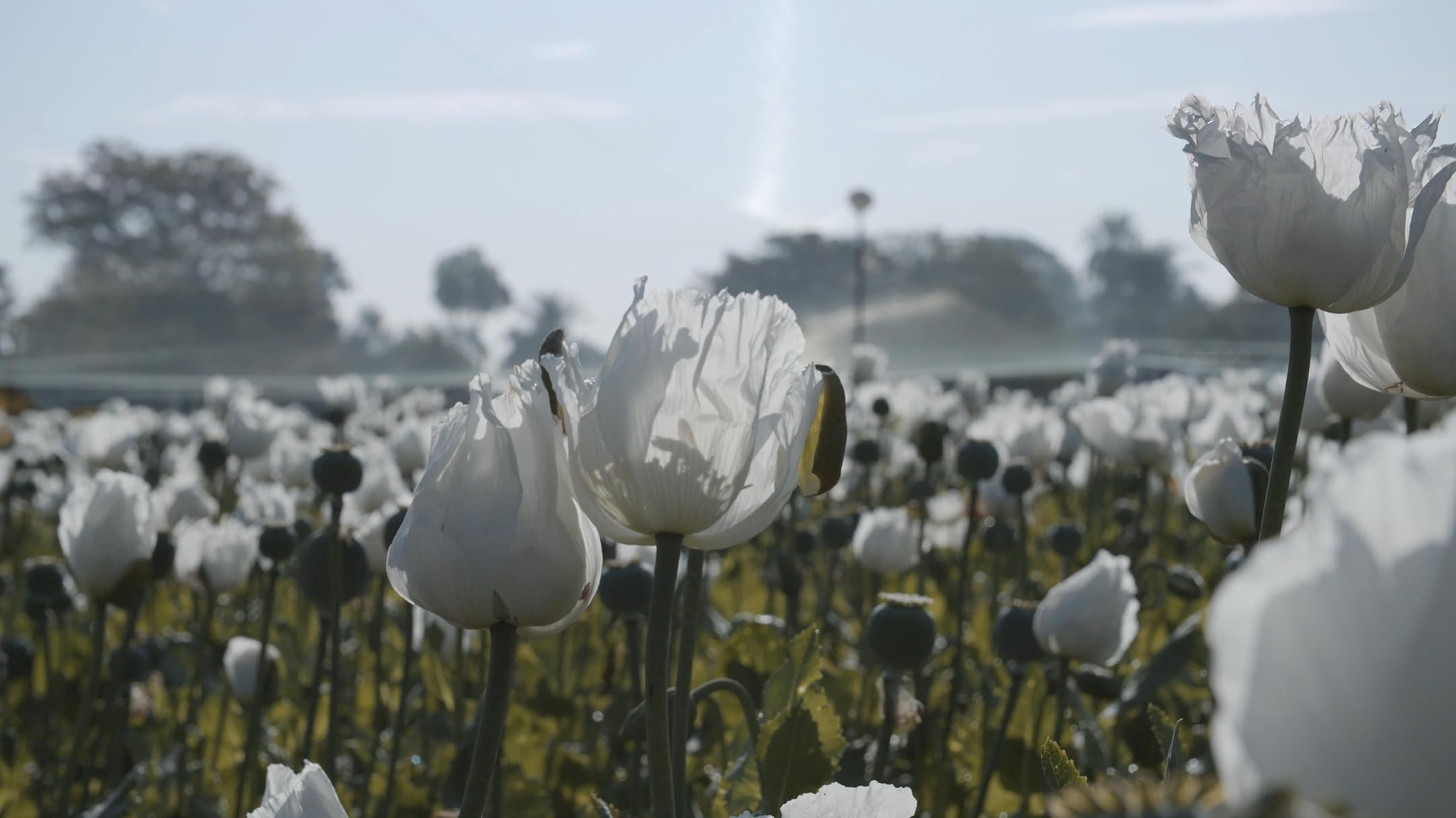I, Poppy: Struggle, Survival, and the Fight for Justice