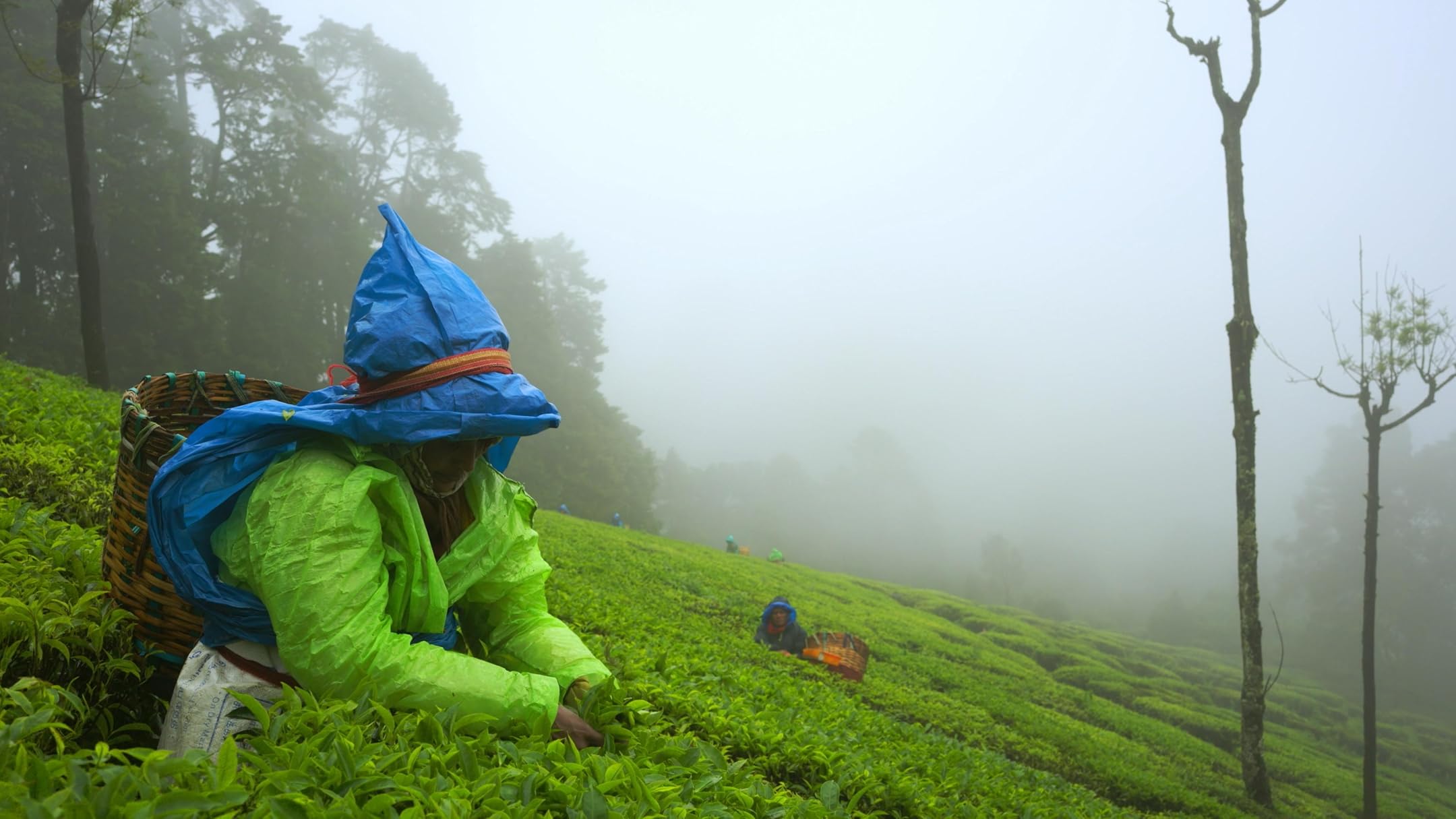 Nilgiris: A Shared Wilderness – Where Folklore Meets Science